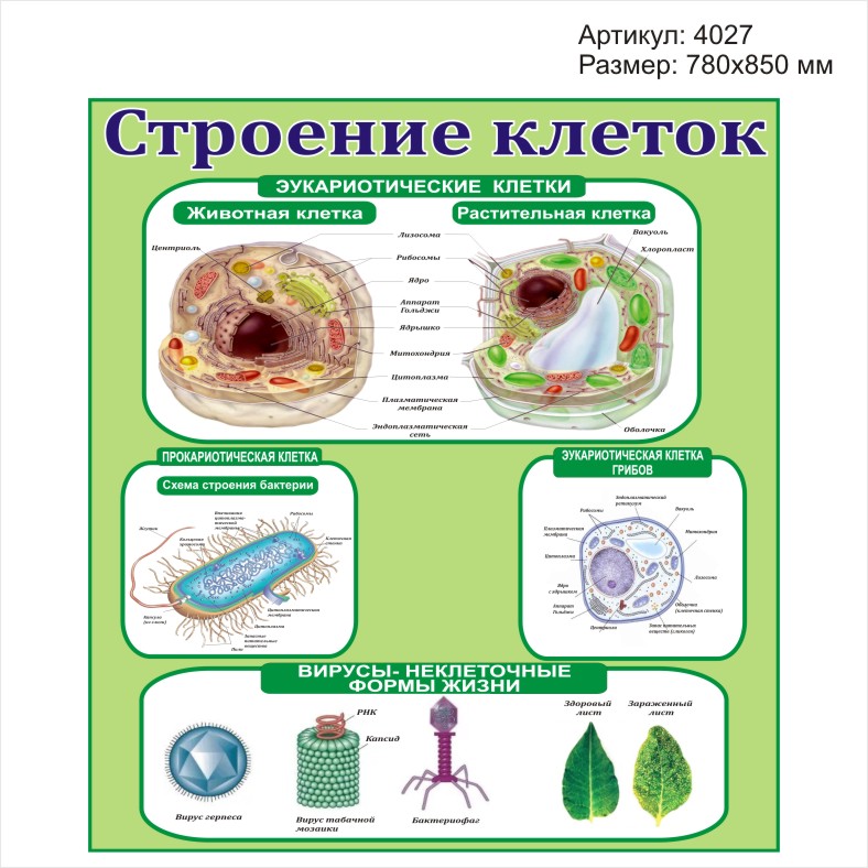 Биология стр 42