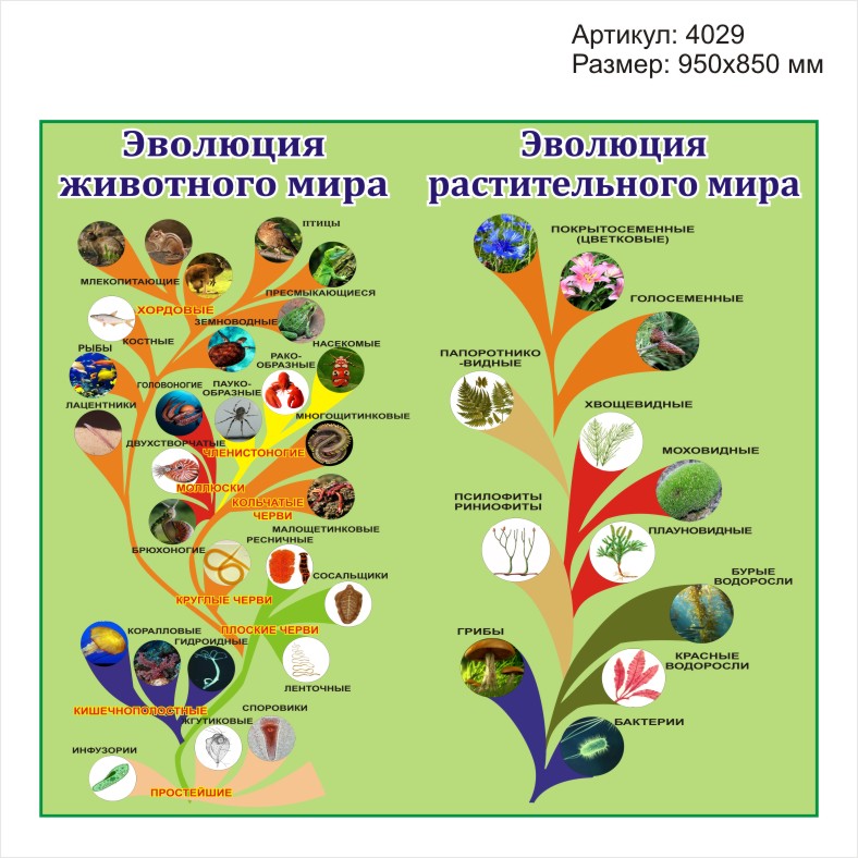 Стенд по биологии.